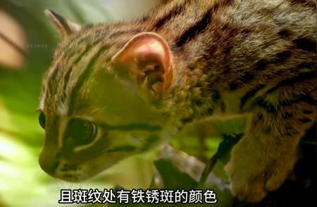 探秘手掌大小的神奇生物：锈斑豹猫