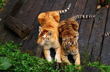 揭秘老虎与猫的神秘差异，让你大开眼界！