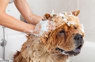 揭秘：狗狗洗澡用人的沐浴露真的安全吗？