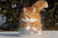 探索俄罗斯的网红猫现象：从发福的萌宠到玩雪的灵魂伴侣