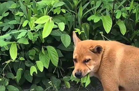 广东狗被撞伤后食草疗养奇迹