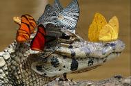 揭秘：为何鳄鱼的脸上会有蝴蝶起舞？