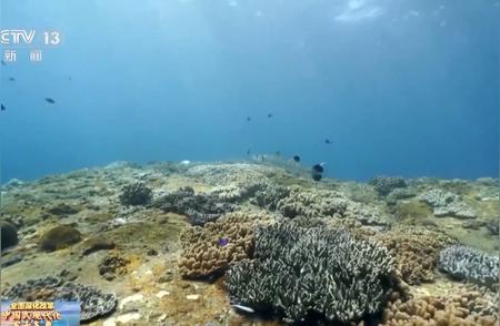 探秘三亚：海底如何种植珊瑚？