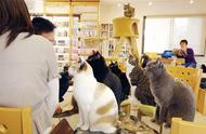 日本猫咪经济崛起：宠物猫数量超越宠物狗
