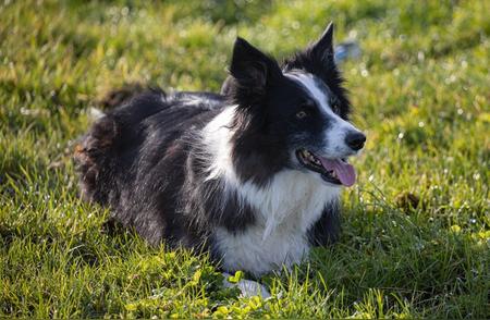 全面剖析：边牧犬的优缺点一览