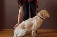 狗狗日常训练秘籍：六大动作助你成为养宠达人