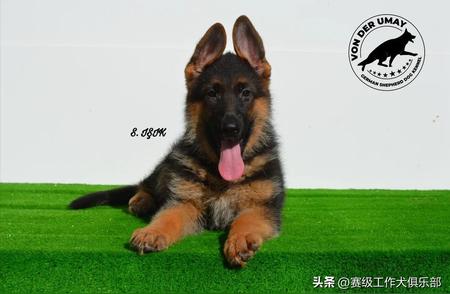 寻找完美伴侣：纯种德牧犬专卖店精选血统犬只