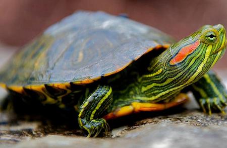 巴西龟离开水能活多久？全解析！