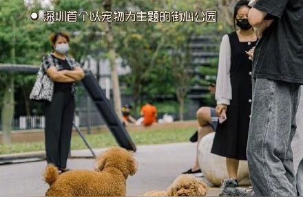 深圳宠物友好公园推荐，带毛孩子遛弯的好去处