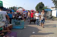 胶东农村宠物市场繁荣，宠物狗的种类繁多