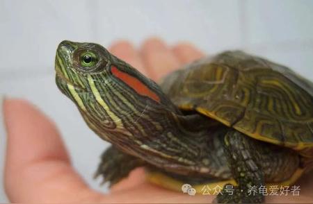 揭秘水龟离水多久会死亡？