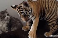 老虎是否会将猫视为同类？深度解析老虎与猫的生态关系