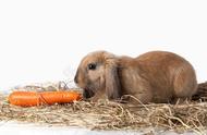 宠物兔饮食：鲜草与干草的选择探讨