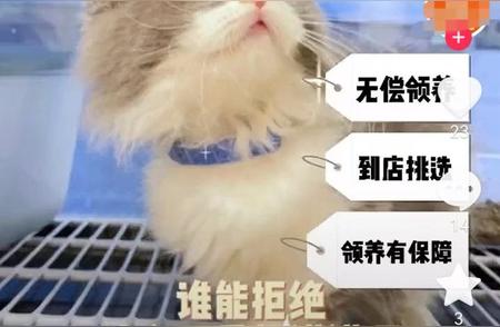 揭秘免费领养猫咪背后的真相