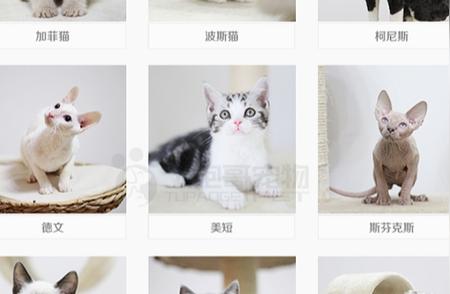 揭秘价格不菲的宝藏猫咪，你了解多少？