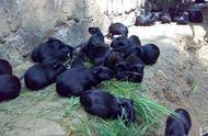 神秘黑色小动物：养殖市场的新宠儿