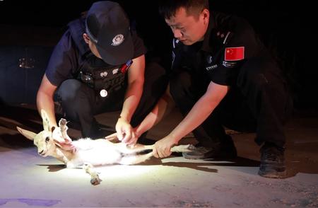 新疆乌什：联手救援鹅喉羚幼崽的感人瞬间