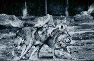 传奇狼群故事：白毛狼王与黑狼的决战，带花狗的重生之旅