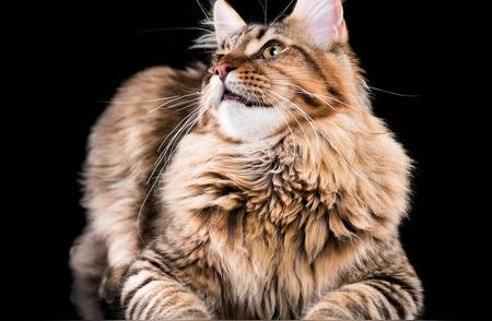 十大最受欢迎的猫咪品种及其独特魅力