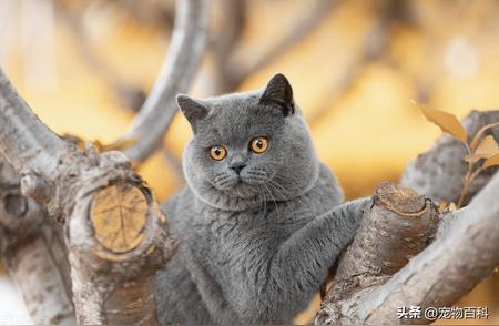 英短蓝猫逐渐失宠的背后原因