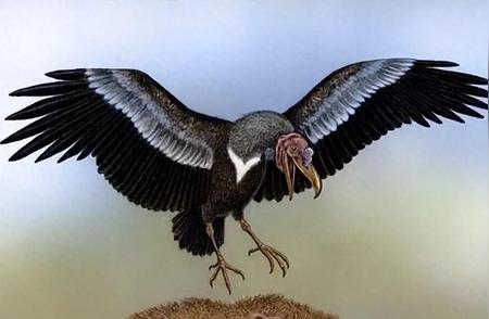 揭秘600万年前的阿根廷巨鹰：翼展惊人长达7米