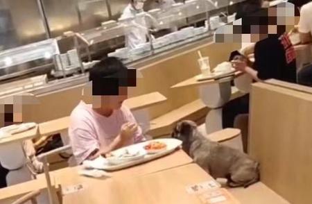 上海餐厅开启“人狗共餐”新模式：探索宠物友好与公共空间的界限