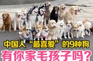 中国最受欢迎的狗狗品种大揭秘！
