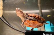 大中型水龟：为何成为首选宠物？