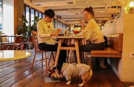 上海餐厅惊现女顾客带宠物狗同桌！