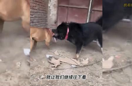 中国藏獒VS国外比特犬：谁才是真正的战斗王者？