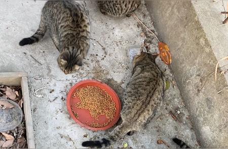 小区流浪猫照顾指南：喂食篇