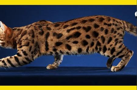 孟加拉豹猫大解密：每天走近这种独特猫科动物的世界！