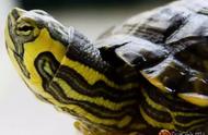 黄耳龟与火焰龟：细致对比解析