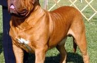 揭秘法国最凶悍禁养犬：波尔多犬VS比特犬的较量