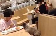 宠物友好餐厅：如何平衡人与宠物的用餐体验？