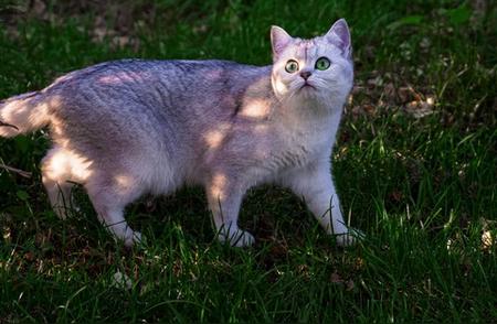 银渐层虎斑猫的命运逆袭之旅