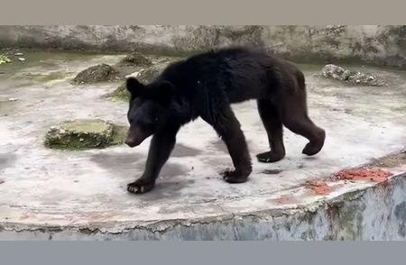 黑熊瘦骨嶙峋背后的动物园困境与改革之路
