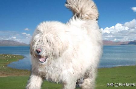 藏狮：被遗忘的中国猛犬，背后的故事令人震撼！