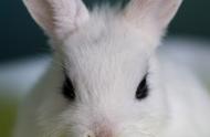 养兔新手必看：避免这些致命误区，让爱宠兔子更长寿