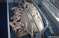 荷兰猪场采用新技术突破：发酵蛋白助力提升母猪收益