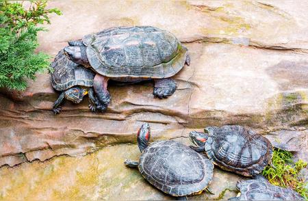 巴西龟养殖揭秘：水养还是干养？