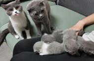 新手养猫指南：四种最适合入手的猫咪品种