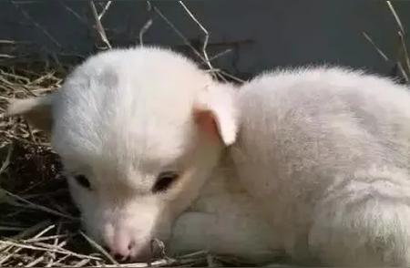 狗狗产下惊喜：特殊样貌小白狗登场！