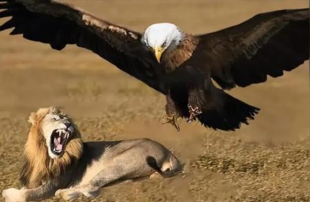 揭秘阿根廷巨鹰与狮子的生死对决