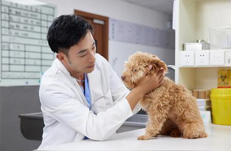 中国宠物医疗行业的挑战与机遇
