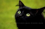古代玄猫与黑猫：神秘莫测的象征意义解读
