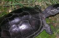 神秘的黑颈乌龟：探秘其生活习性
