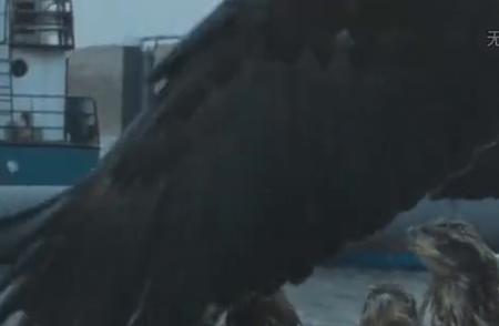 揭秘罕见阿根廷巨鹰：身高两米，狮子为食，无天敌的挑战