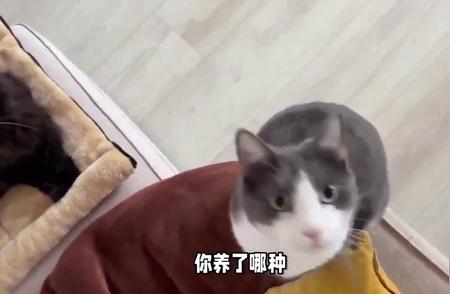 猫界智慧排名：揭秘最聪明的猫咪品种