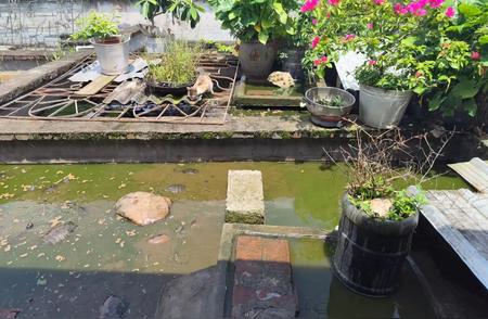 广西雨季来袭，如何保护龟池不受损失？